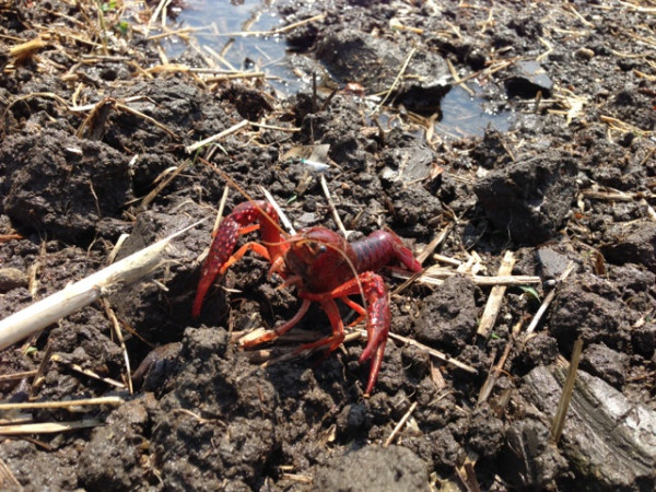 まだ田植えされてない田んぼでザリガニに遭遇。 まだ田植えされてない田んぼでザリガニに遭遇。