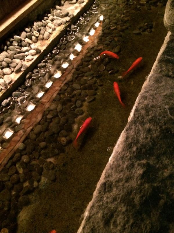 池に鯉か金魚 at ほっこり ルーセント 池に鯉か金魚 at ほっこり ルーセント