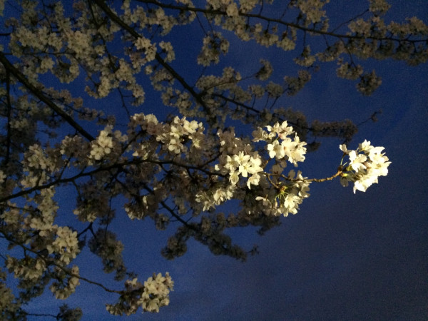 Hanami at Meijo Park in Nagoya