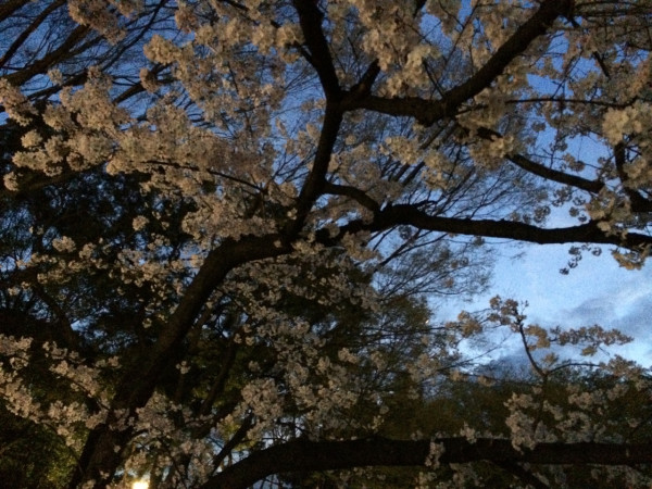 Hanami at Meijo Park in Nagoya