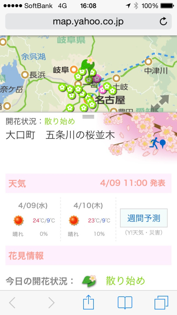 名古屋の桜は散り始め。 名古屋の桜は散り始め。
