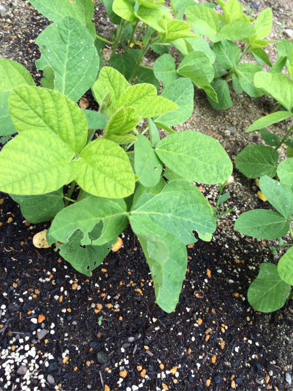 枝豆の葉が大きくなってきた。虫に食われてる。 枝豆の葉が大きくなってきた。虫に食われてる。