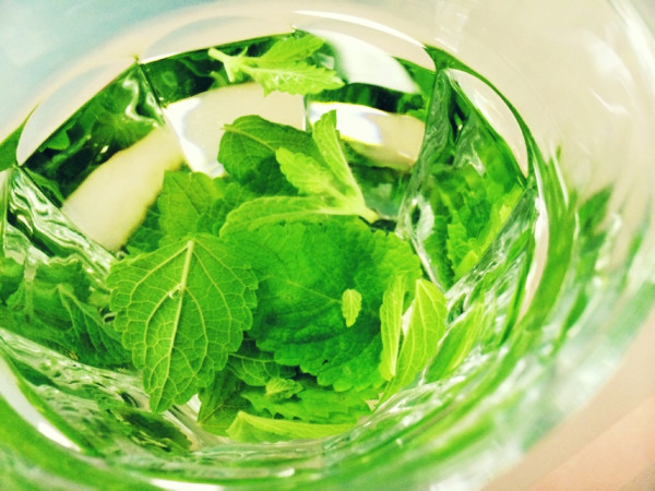 レモンバームがだいぶ茂ってきたのでハーブティーに。 レモンバームがだいぶ茂ってきたのでハーブティーに。