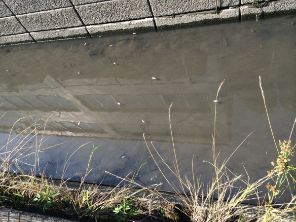 小さな川を光る小さな魚がたくさん流れてくる。みんな死んでるけど。浮かんで流されてる。別のメダカみたいな魚は元気に生きてる。 小さな川を光る小さな魚がたくさん流れてくる。みんな死んでるけど。浮かんで流されてる。別のメダカみたいな魚は元気に生きてる。