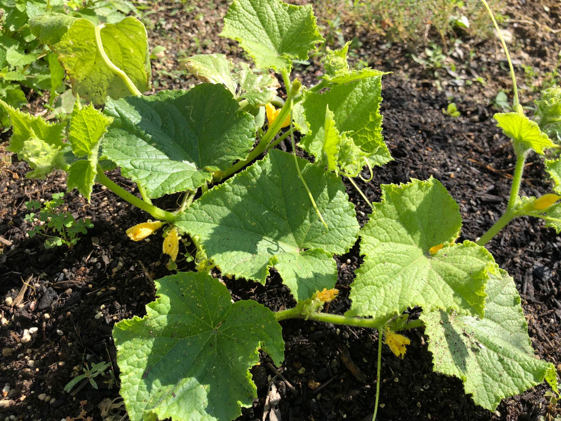 庭で育てているキュウリの花が咲きはじめてる。 庭で育てているキュウリの花が咲きはじめてる。
