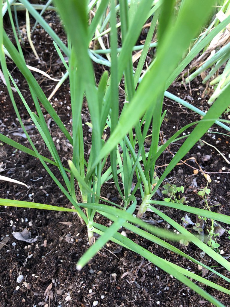 庭のニラが育ってきている。1年前にニラの種を蒔いたけど、ネギに阻まれてなのかぜんぜん芽が出てこない感じで、ようやくちゃんと育ってきたのかな。 庭のニラが育ってきている。1年前にニラの種を蒔いたけど、ネギに阻まれてなのかぜんぜん芽が出てこない感じで、ようやくちゃんと育ってきたのかな。