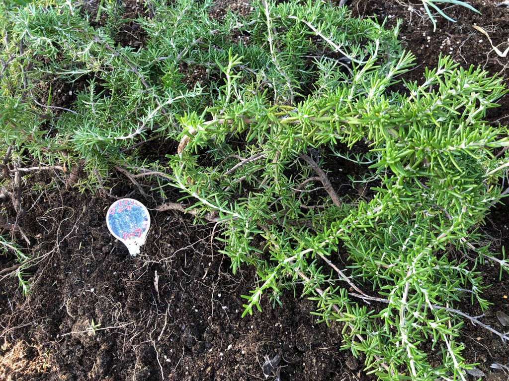 2016年5月に植えたローズマリーがだいぶ育ってきている。大きい。根から引っこ抜いて別の場所に移設。 2016年5月に植えたローズマリーがだいぶ育ってきている。大きい。根から引っこ抜いて別の場所に移設。