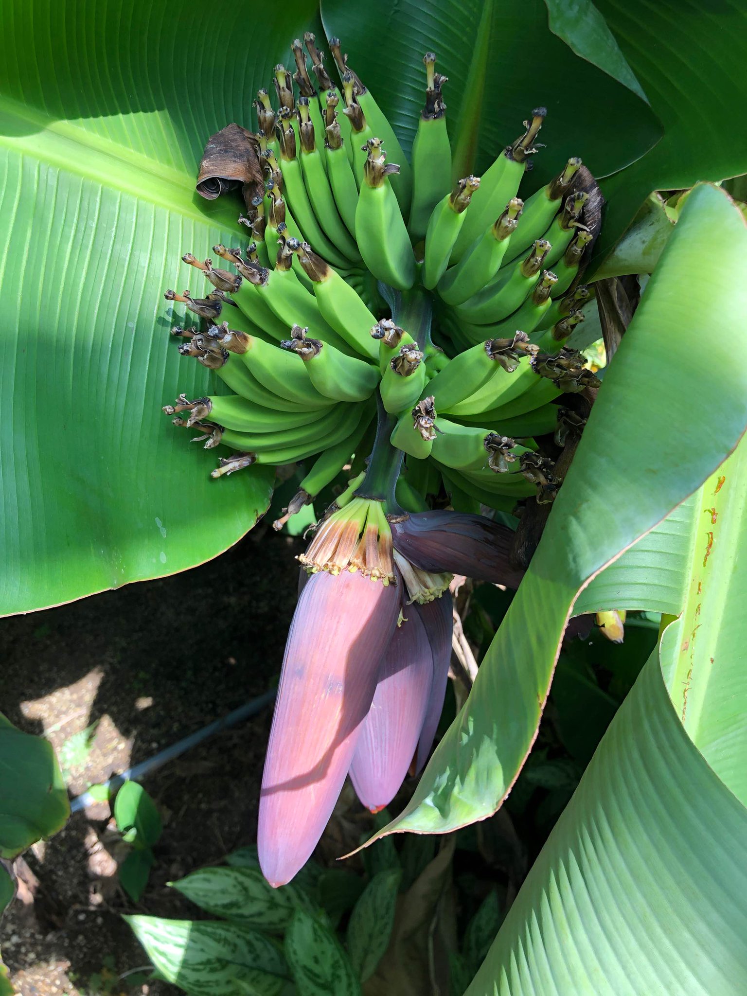 バナナの花? バナナの花?