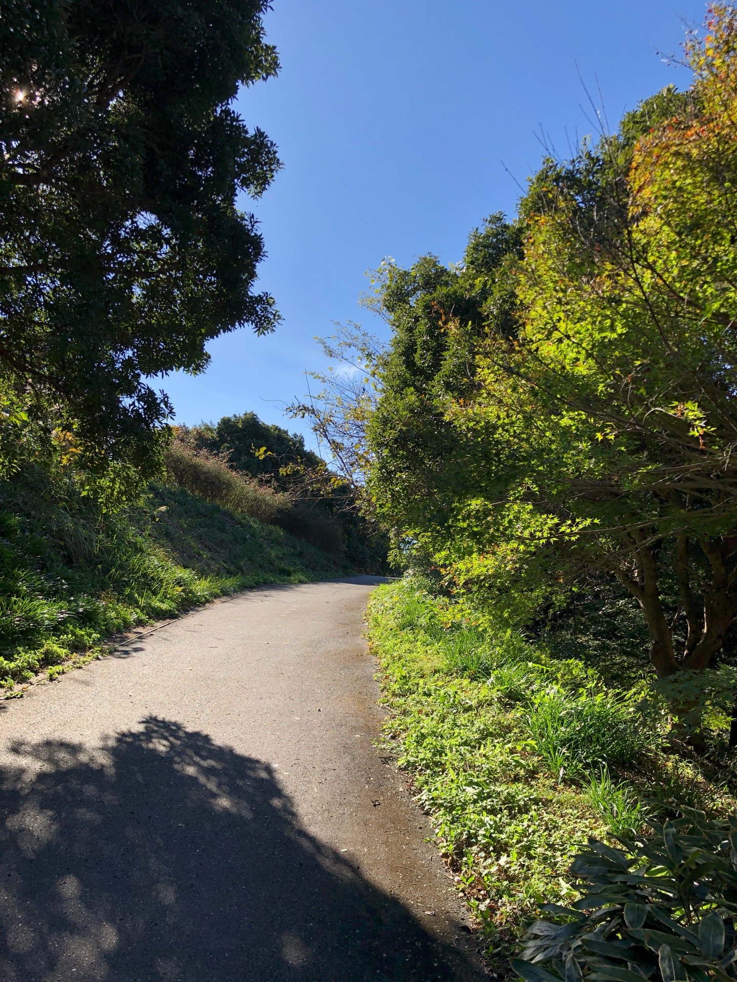 展望所への道のりが長い。5分らしいけど坂が急。 (@ はままつフルーツパーク時之栖 in 浜松市, 静岡県) 展望所への道のりが長い。5分らしいけど坂が急。 (@ はままつフルーツパーク時之栖 in 浜松市, 静岡県)