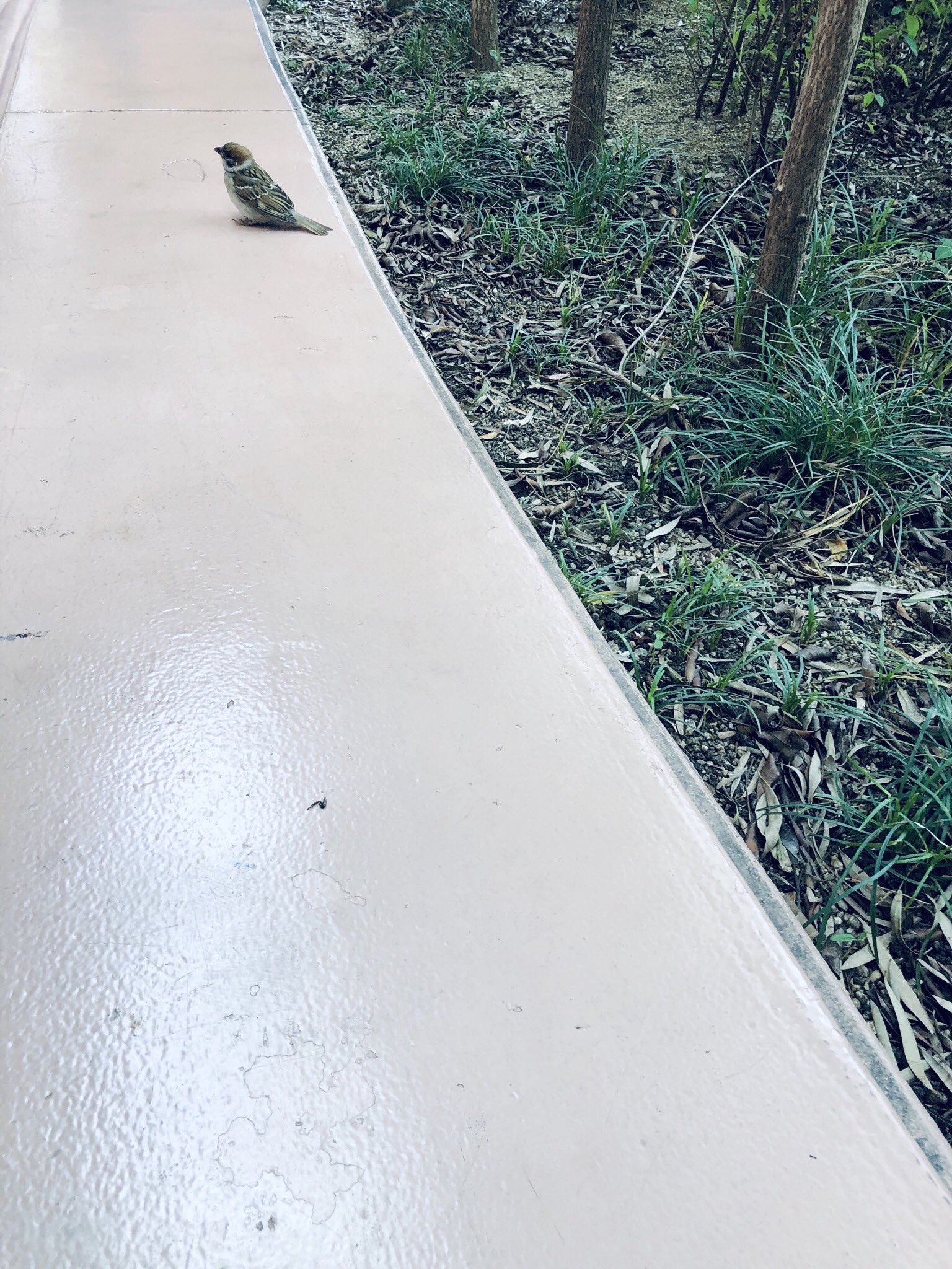 園内にスズメさんがちらほらいる 園内にスズメさんがちらほらいる