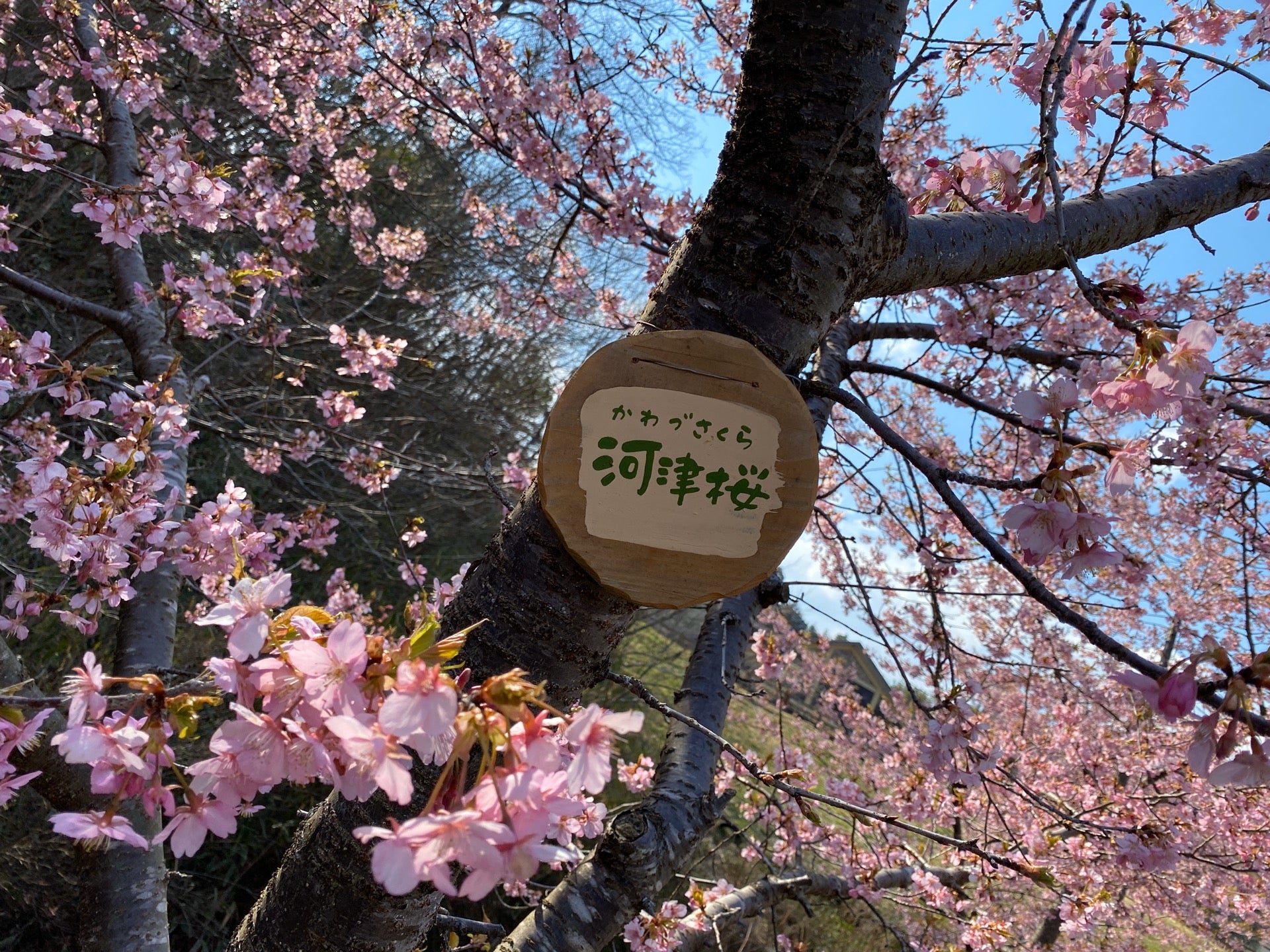 河津桜 (@ 伊賀の里モクモク手づくりファーム - @mokumoku_tw in 伊賀市, 三重県) 河津桜 (@ 伊賀の里モクモク手づくりファーム - @mokumoku_tw in 伊賀市, 三重県)