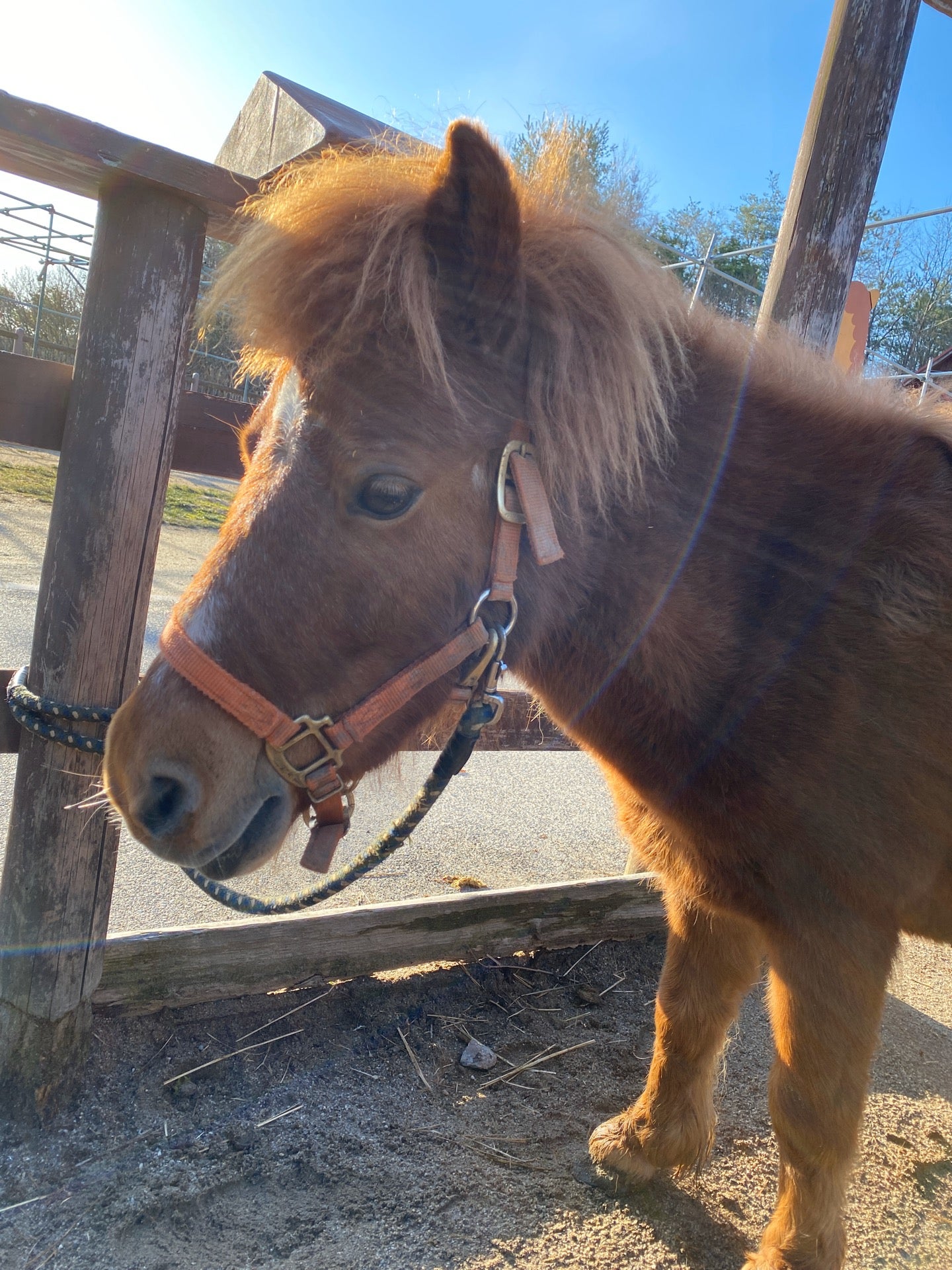 ブラッシングしてお馬さんの目がとろ〜ん🐴 (@ 小さなのんびり学習牧場 in 伊賀市, 三重県) ブラッシングしてお馬さんの目がとろ〜ん🐴 (@ 小さなのんびり学習牧場 in 伊賀市, 三重県)