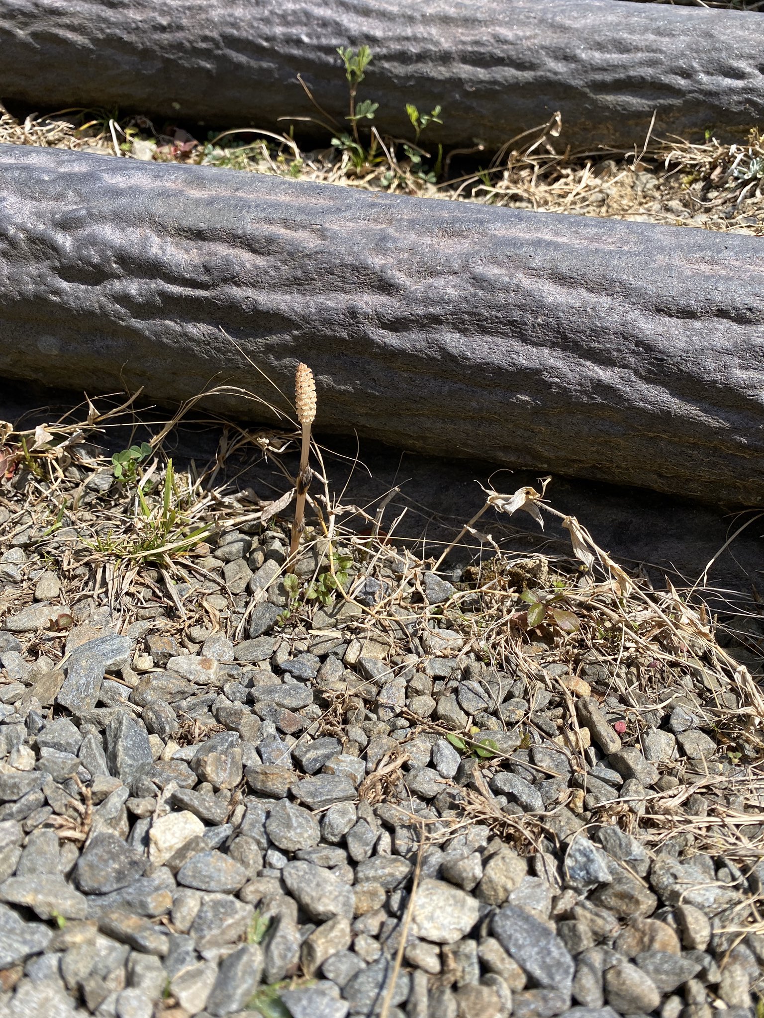 つくし生えてる つくし生えてる