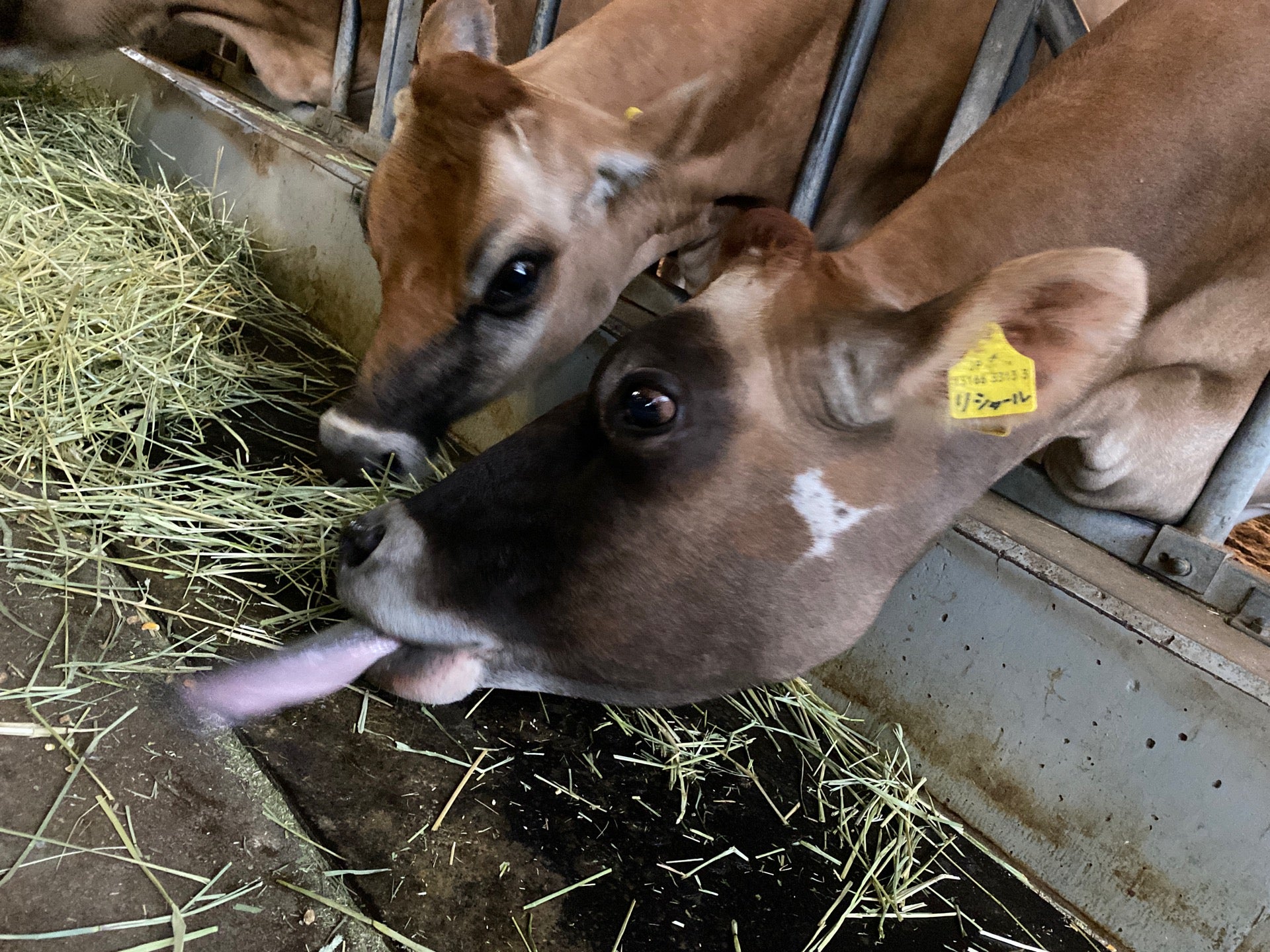 🐮 舌ですくいとる! (@ モクモクファームジャージー牧場 in 伊賀市, 三重県) 🐮 舌ですくいとる! (@ モクモクファームジャージー牧場 in 伊賀市, 三重県)