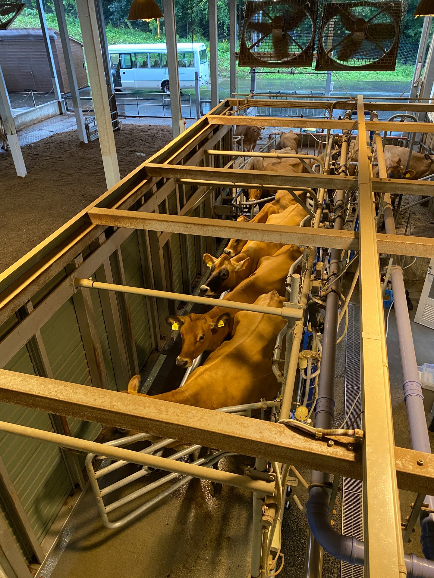 牛さんと乳しぼりマシーン🐮🥛 (@ モクモクファームジャージー牧場 in 伊賀市, 三重県) 牛さんと乳しぼりマシーン🐮🥛 (@ モクモクファームジャージー牧場 in 伊賀市, 三重県)