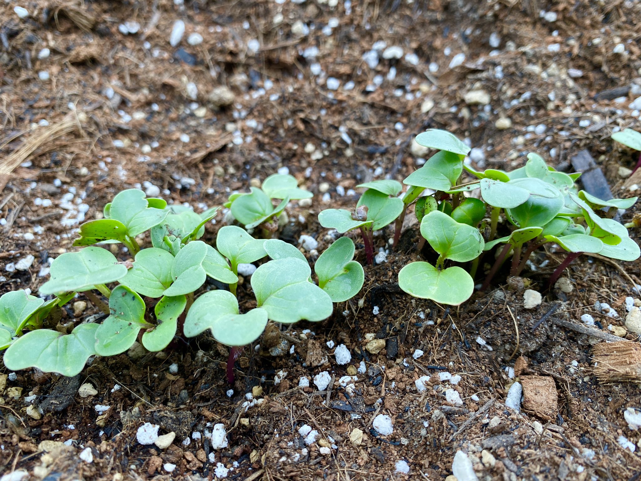 レインボー ラディッシュの芽らしきものが出てきてた。 レインボー ラディッシュの芽らしきものが出てきてた。