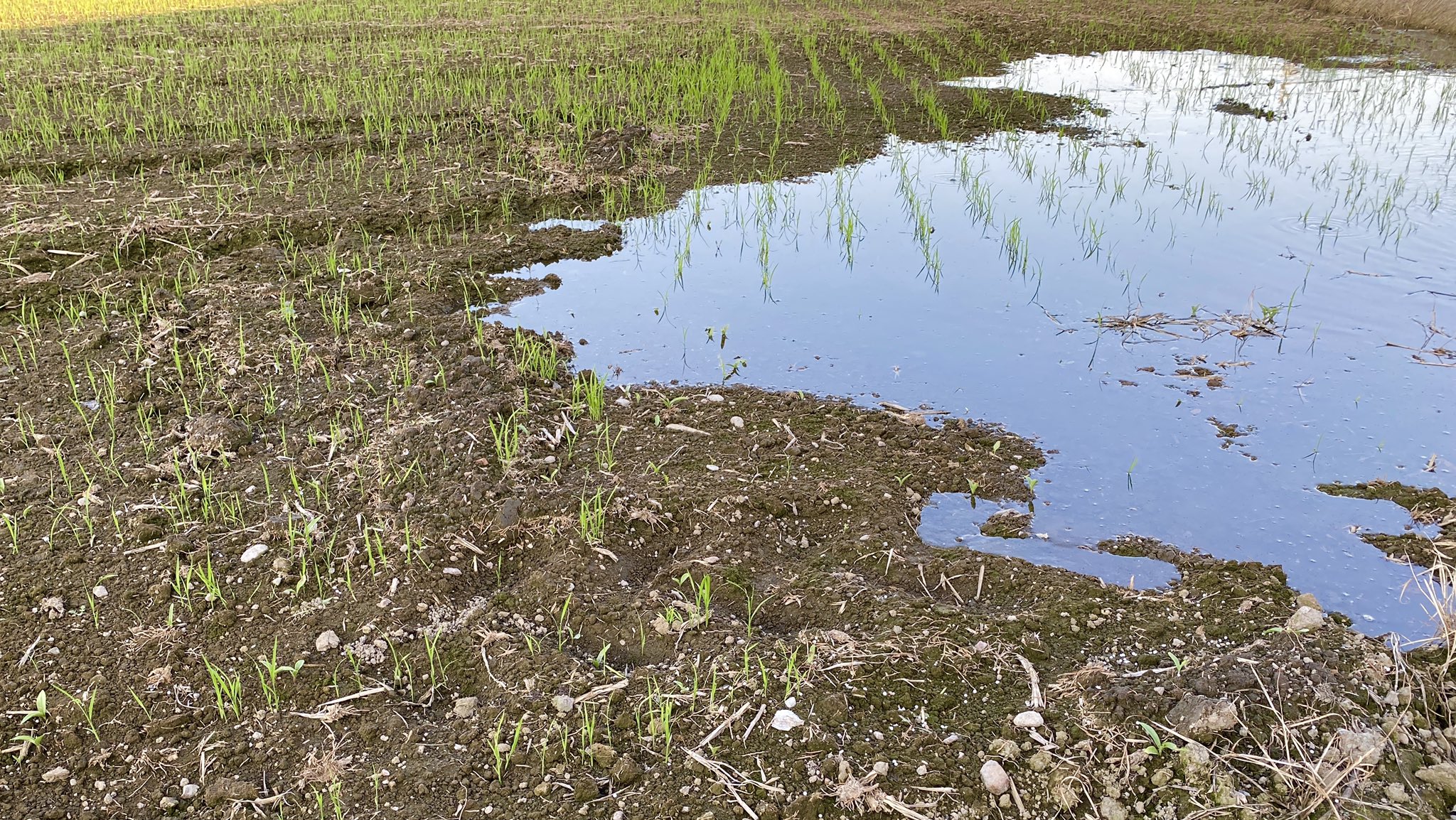 田んぼに水が入ってきた。水引。 田んぼに水が入ってきた。水引。
