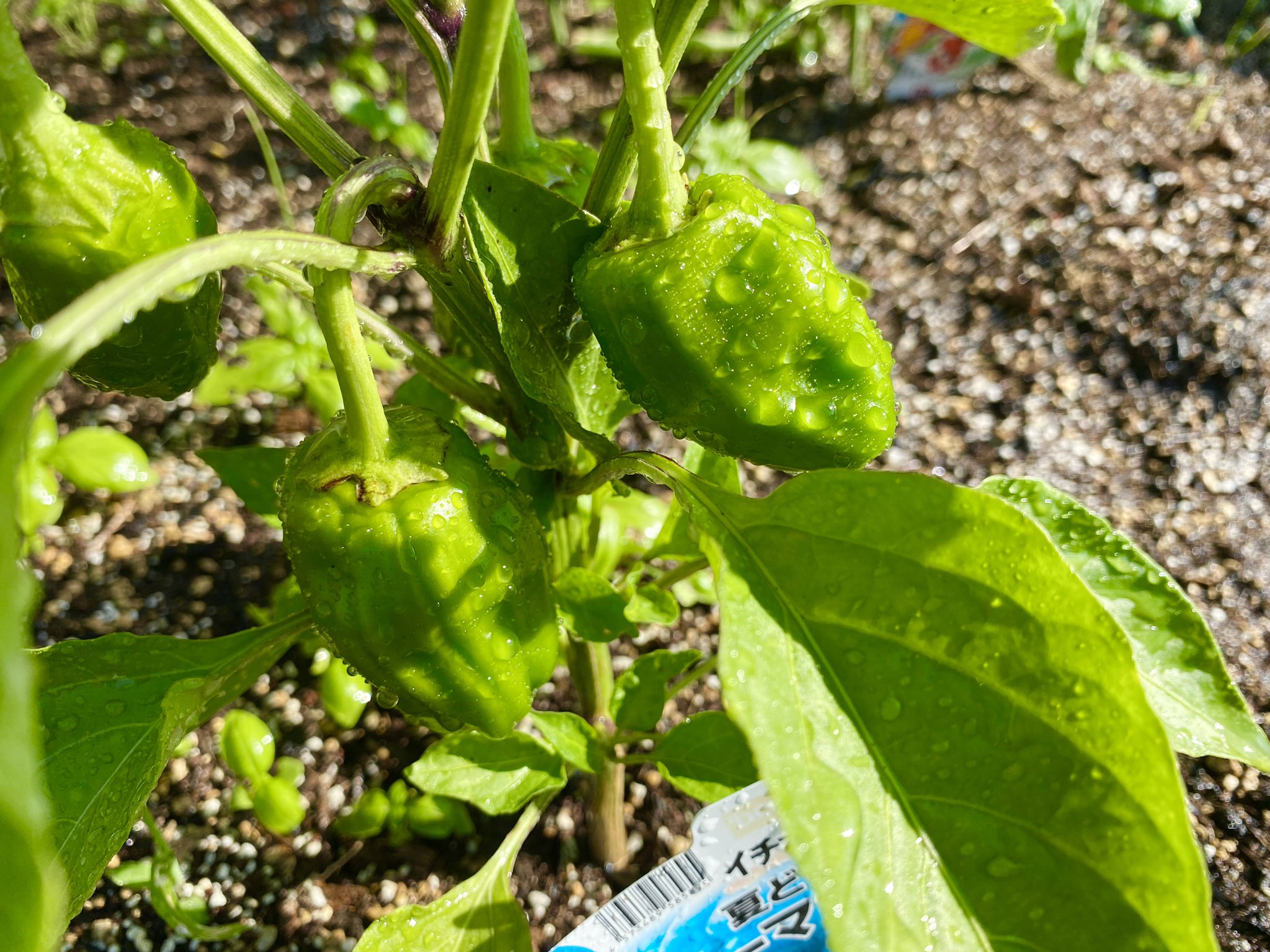 1ヶ月ほど前に植えた苗から出来たピーマン緑輝。そろそろ収穫できそうかな。 1ヶ月ほど前に植えた苗から出来たピーマン緑輝。そろそろ収穫できそうかな。