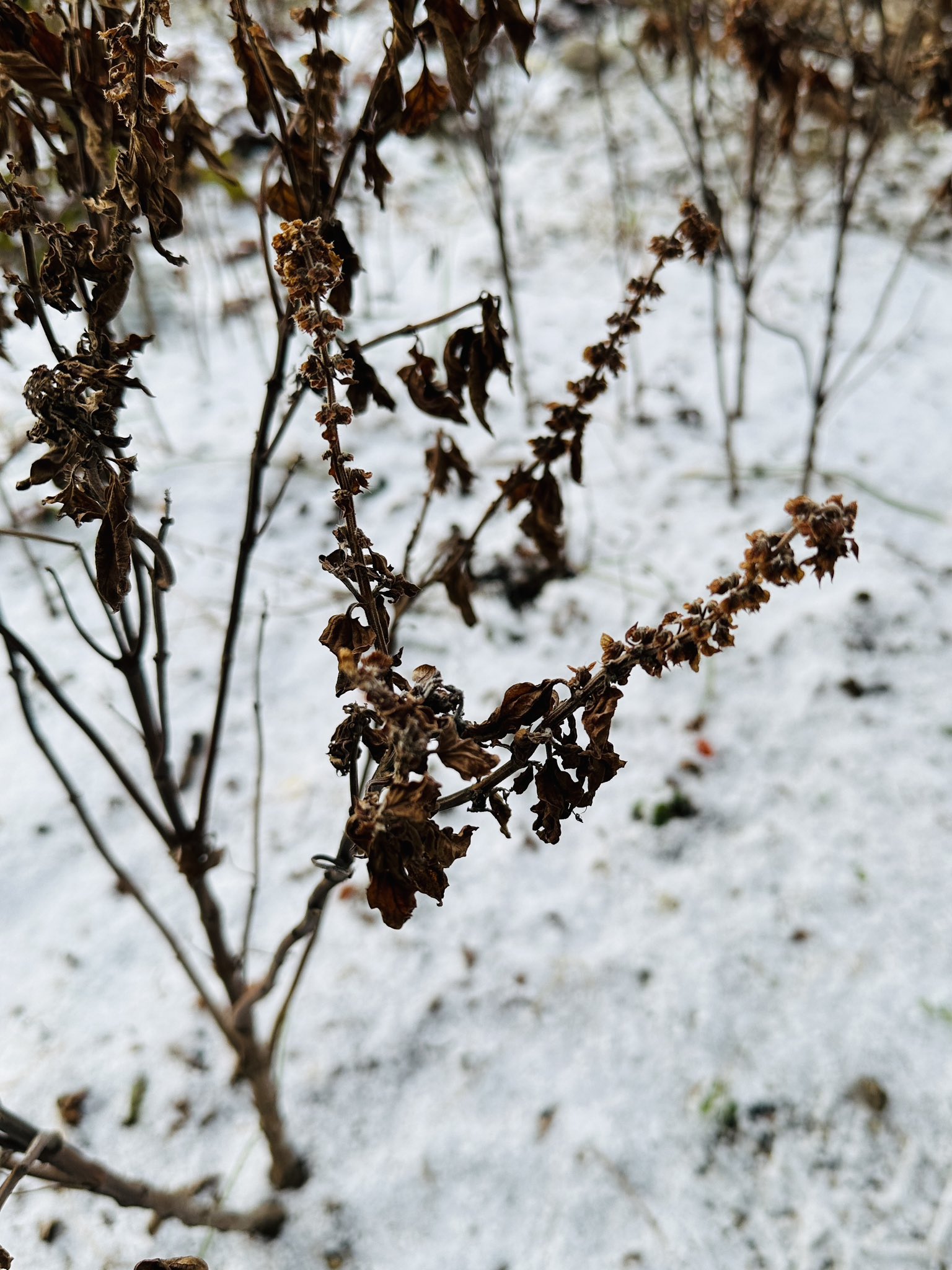 枯れたバジルと雪。 枯れたバジルと雪。