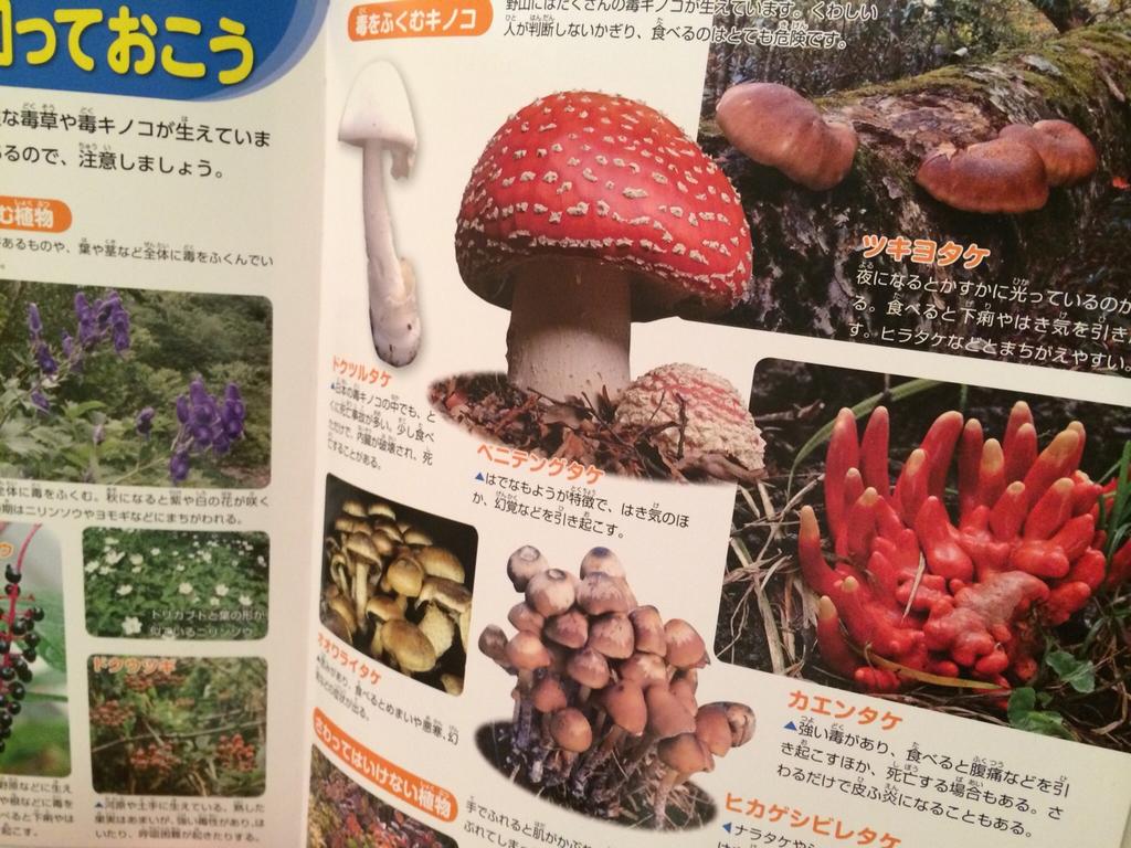 毒草・毒キノコ。ベニテングタケすごく赤い(;´∀`) スーパーマリオとかに出てきそうな雰囲気。 ぼうけん図鑑 / ホールアース自然学校 毒草・毒キノコ。ベニテングタケすごく赤い(;´∀`) スーパーマリオとかに出てきそうな雰囲気。 ぼうけん図鑑 / ホールアース自然学校