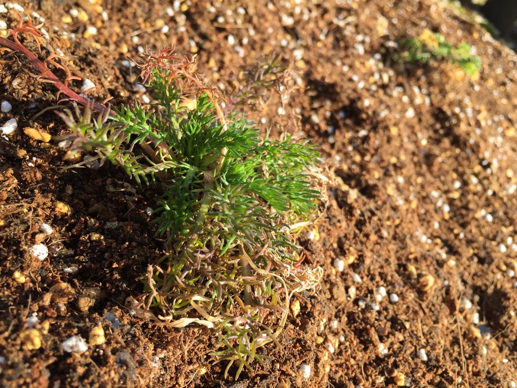 ジャーマンカモミールの苗を庭に植えた