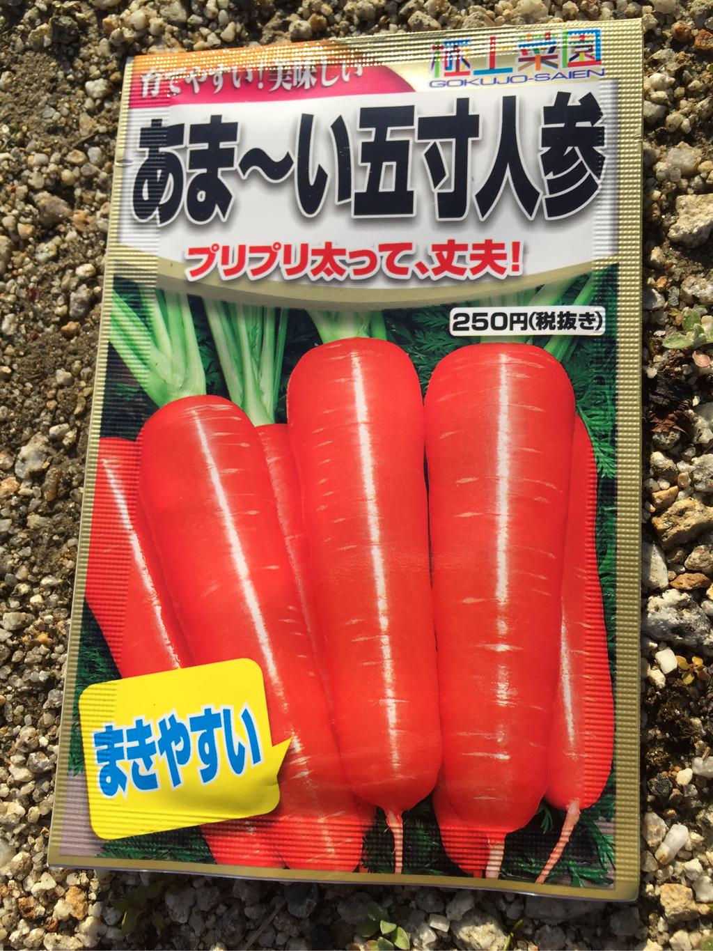 I sowed seeds of carrots at home garden