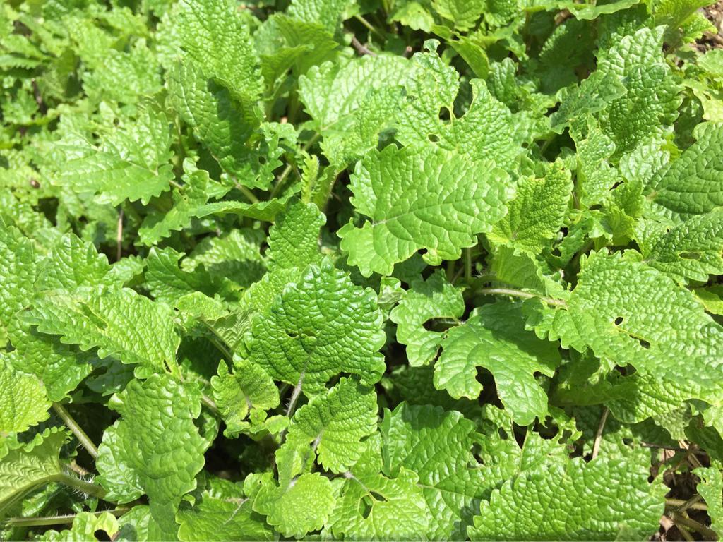 レモンバームがわらわらと出てきた感じ。虫食いがひどいけど、それよりもレモンバームの増えてるのが多くて、虫食いが目立たなくなってきた。 レモンバームがわらわらと出てきた感じ。虫食いがひどいけど、それよりもレモンバームの増えてるのが多くて、虫食いが目立たなくなってきた。