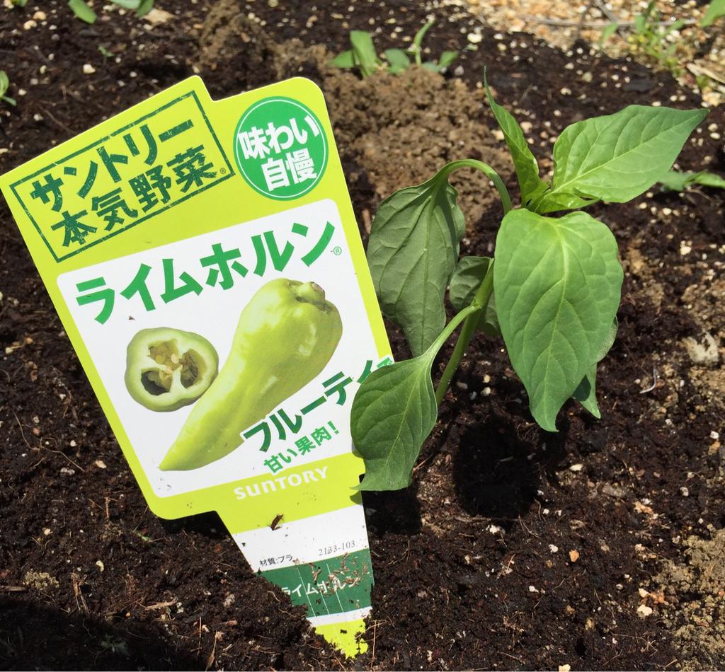 この春から育てているハーブと野菜あれこれ