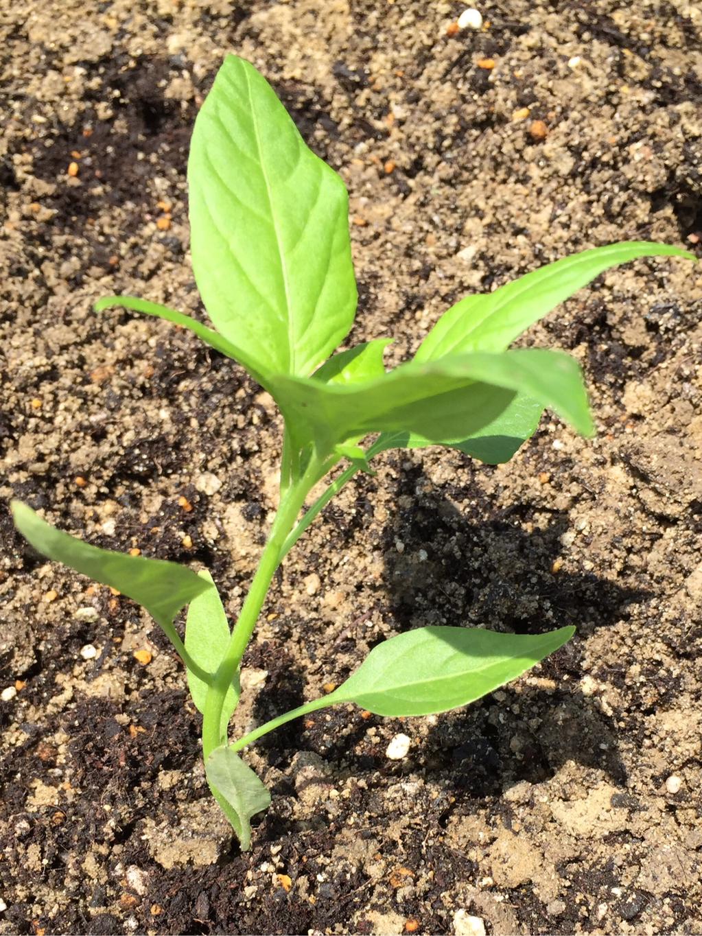 この春から育てているハーブと野菜あれこれ