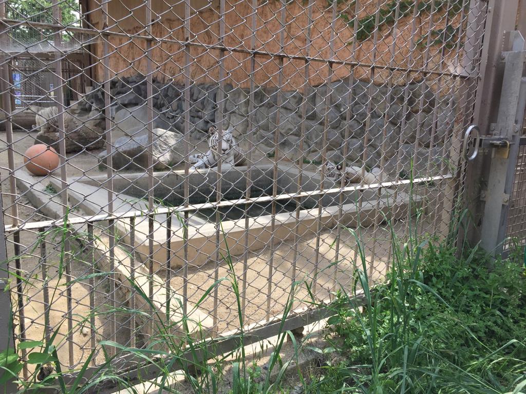 四つ子のホワイトタイガーの赤ちゃんに会ってきた (埼玉県 東武動物公園)