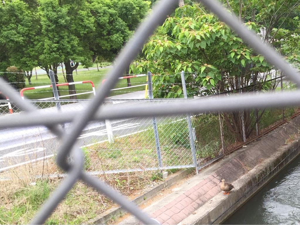 川に鴨 川に鴨