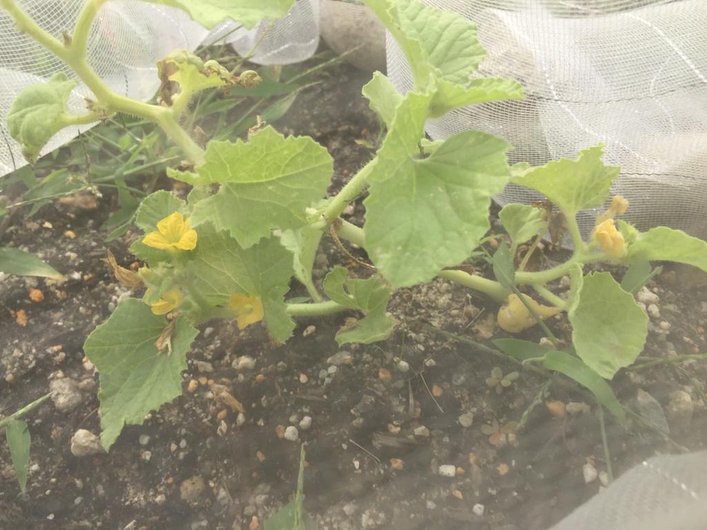 ネットメロンころたん、花が4つに。 ネットメロンころたん、花が4つに。