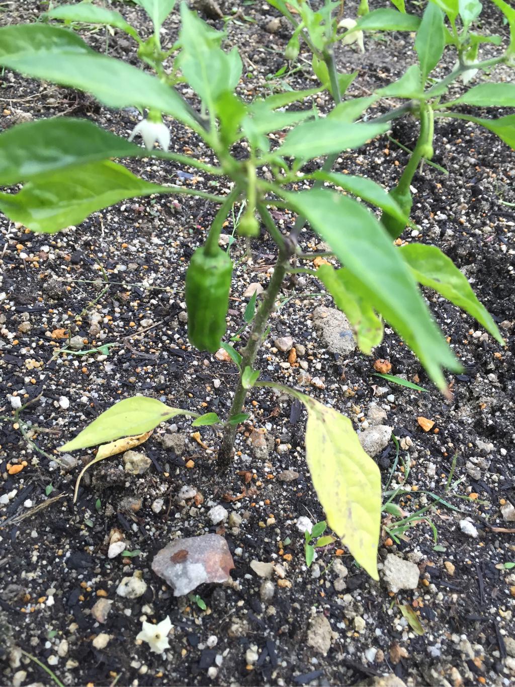 庭に植えたししとうができてきてる。52日前に植えた苗。 庭に植えたししとうができてきてる。52日前に植えた苗。