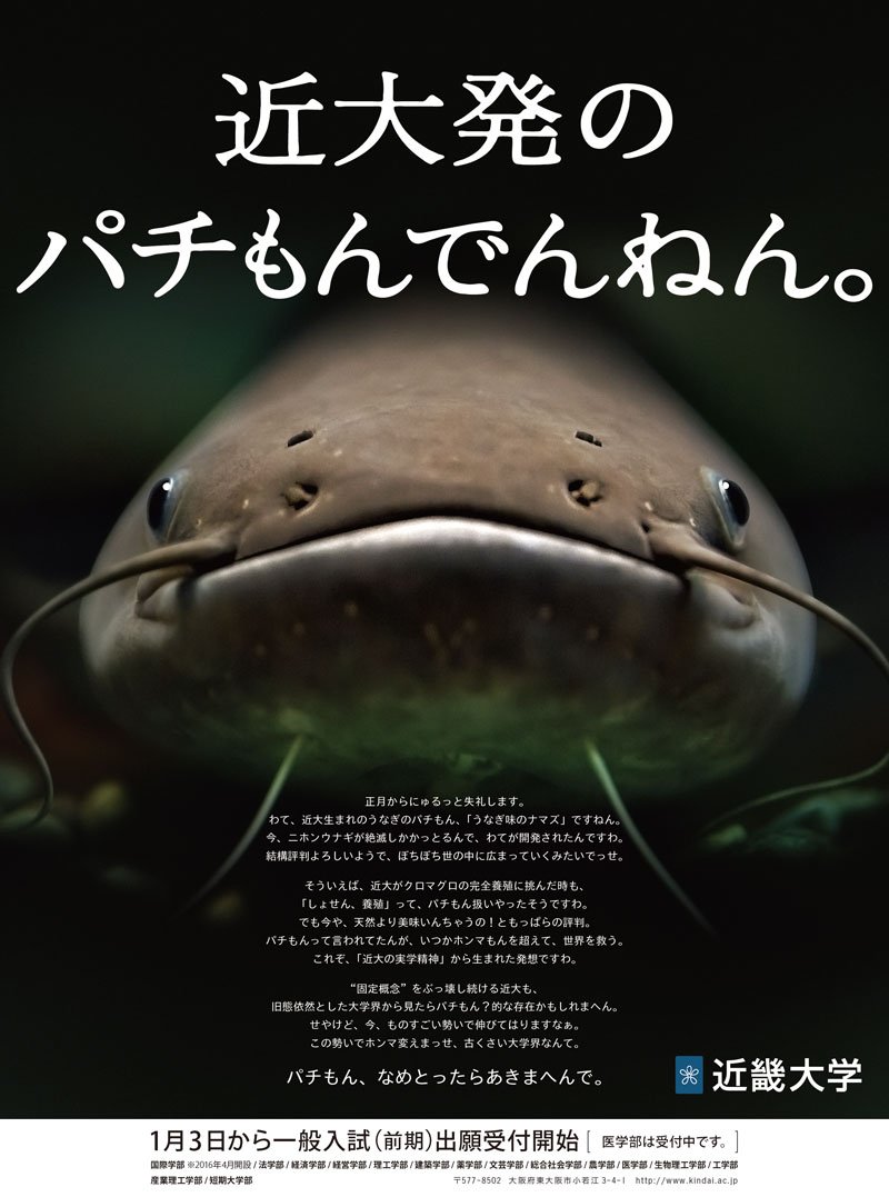 うなぎ味のナマズ。 「近大がクロマグロの完全養殖に挑んだ時も、「しょせん、養殖」って、パチもん扱いやったそうですわ」 近大発のパチもんでんねん。 | Kindai Picks うなぎ味のナマズ。 「近大がクロマグロの完全養殖に挑んだ時も、「しょせん、養殖」って、パチもん扱いやったそうですわ」 近大発のパチもんでんねん。 | Kindai Picks