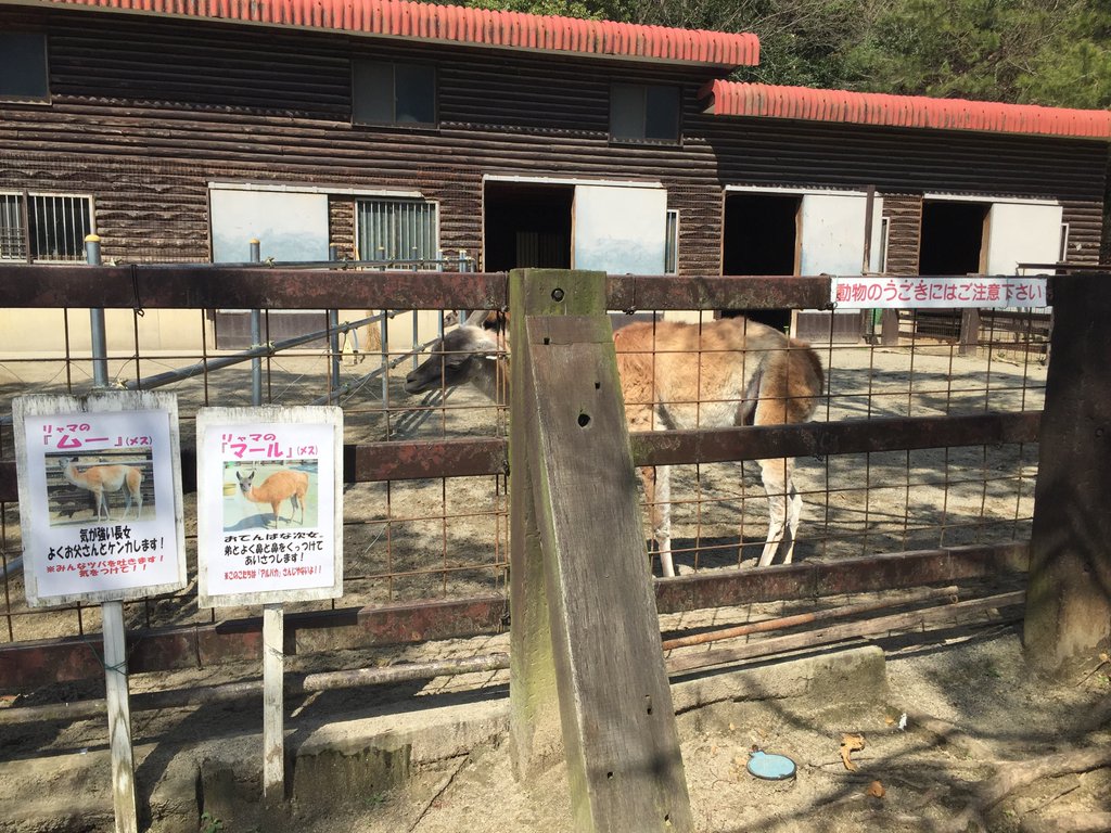 リャマ 「動物のうごきにはご注意下さい」 (@ リトルワールド in 犬山市, 愛知県) リャマ 「動物のうごきにはご注意下さい」 (@ リトルワールド in 犬山市, 愛知県)