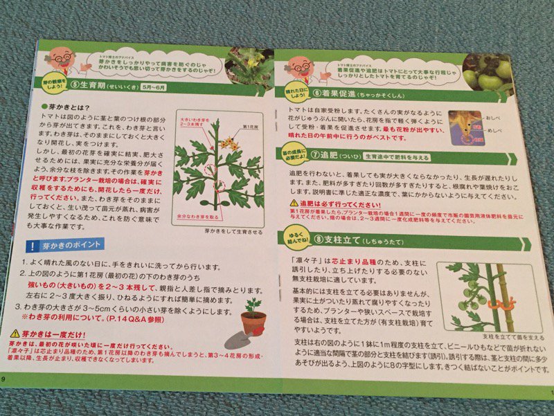 芽かき。最初の花が咲いたころに一度だけ行う。大きいわき芽を2~3本残して、他のわき芽を取り除く。取り除いたわき芽は挿し芽(挿し木)で発根も可能(これは難しそう・・・)。花が咲いたのに実がつかないときは、受粉させるために花を軽く叩く。 芽かき。最初の花が咲いたころに一度だけ行う。大きいわき芽を2~3本残して、他のわき芽を取り除く。取り除いたわき芽は挿し芽(挿し木)で発根も可能(これは難しそう・・・)。花が咲いたのに実がつかないときは、受粉させるために花を軽く叩く。