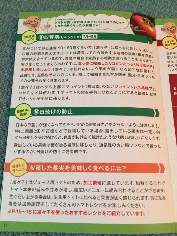 凛々子は実がついてから50~60日ぐらいで収穫の時期に。凛々子はヘタの上部にジョイント(接合部)のないジョイントレス品種。手でトマトの実を手前にひねるようにすると簡単に収穫でき、ヘタが茎側に残る。 凛々子は実がついてから50~60日ぐらいで収穫の時期に。凛々子はヘタの上部にジョイント(接合部)のないジョイントレス品種。手でトマトの実を手前にひねるようにすると簡単に収穫でき、ヘタが茎側に残る。