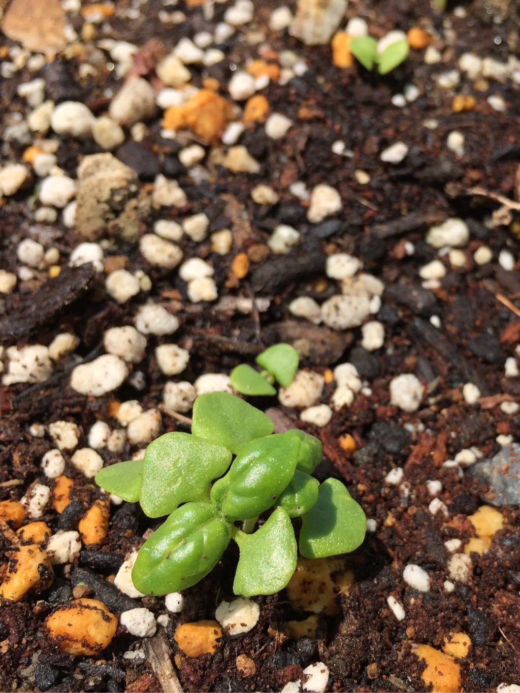 バジルの芽が出てきた。 バジルの芽が出てきた。
