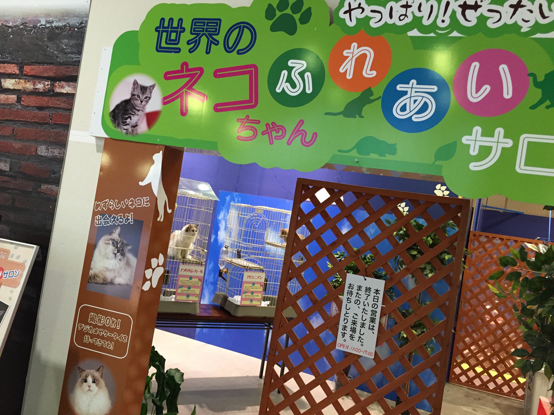 オープンは11時かららしい。 (@ 世界のネコちゃん ふれあいサロン) オープンは11時かららしい。 (@ 世界のネコちゃん ふれあいサロン)