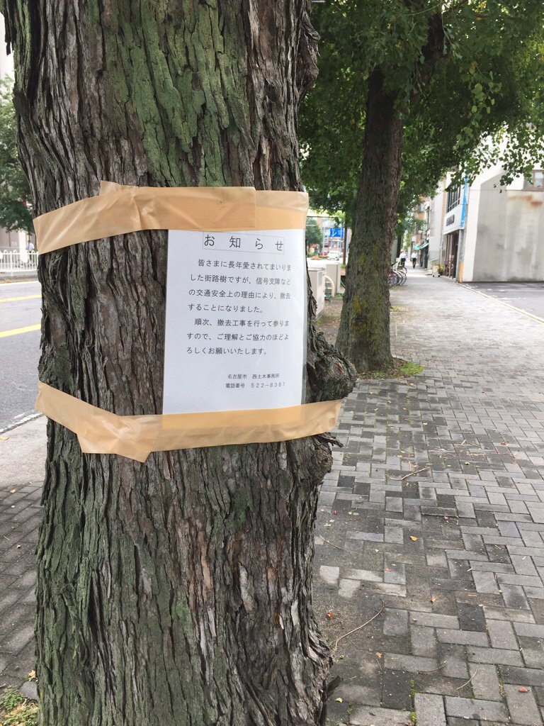 街路樹、撤去のお知らせ。 @ 愛知県名古屋市西区名駅 街路樹、撤去のお知らせ。 @ 愛知県名古屋市西区名駅