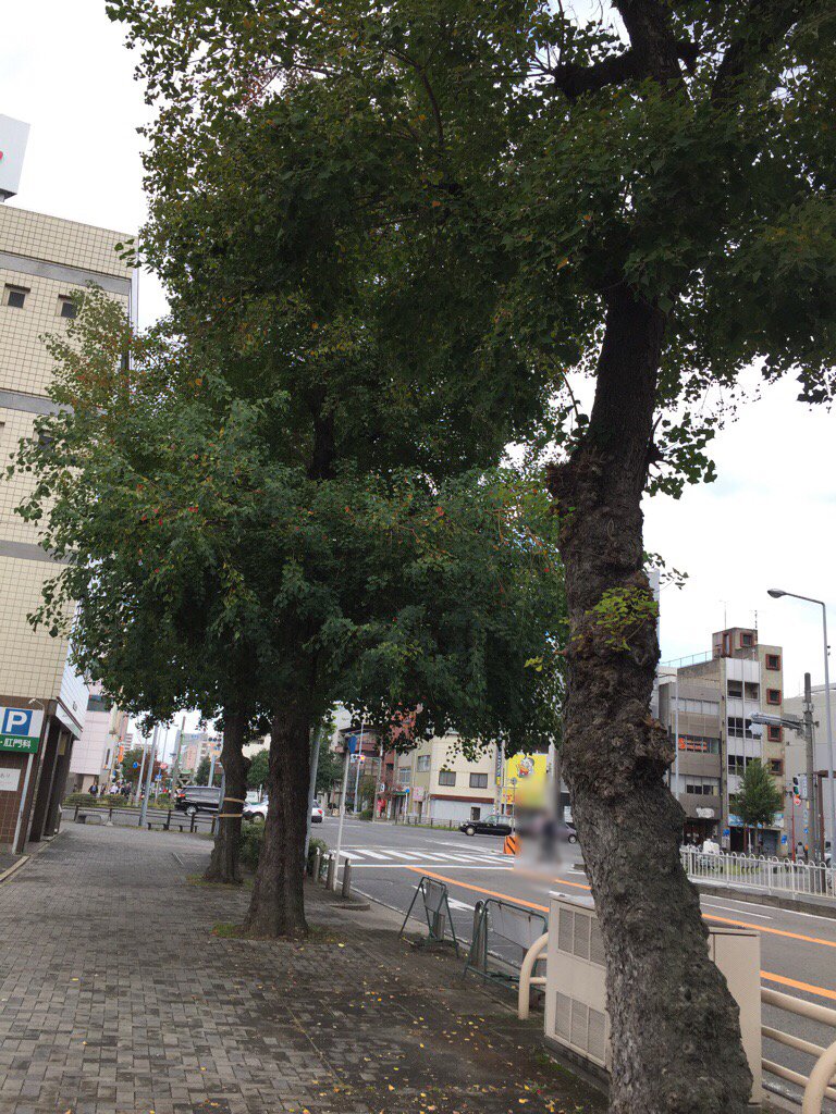 街路樹 @ 愛知県名古屋市西区名駅 街路樹 @ 愛知県名古屋市西区名駅