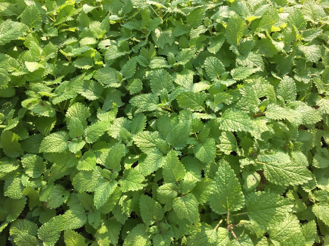 庭のレモンバームがだいぶ復活してきた。 庭のレモンバームがだいぶ復活してきた。