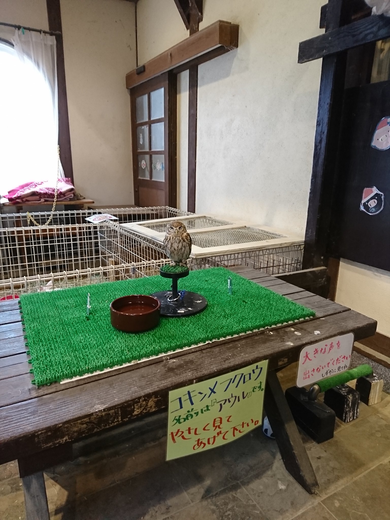 コキンメフクロウ アウル。 コキンメフクロウ アウル。