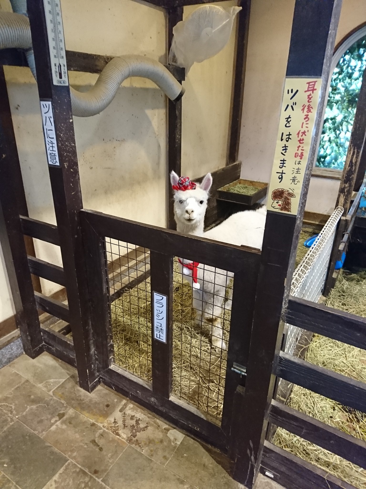 アルパカさんはツバを吐くから注意。 アルパカさんはツバを吐くから注意。