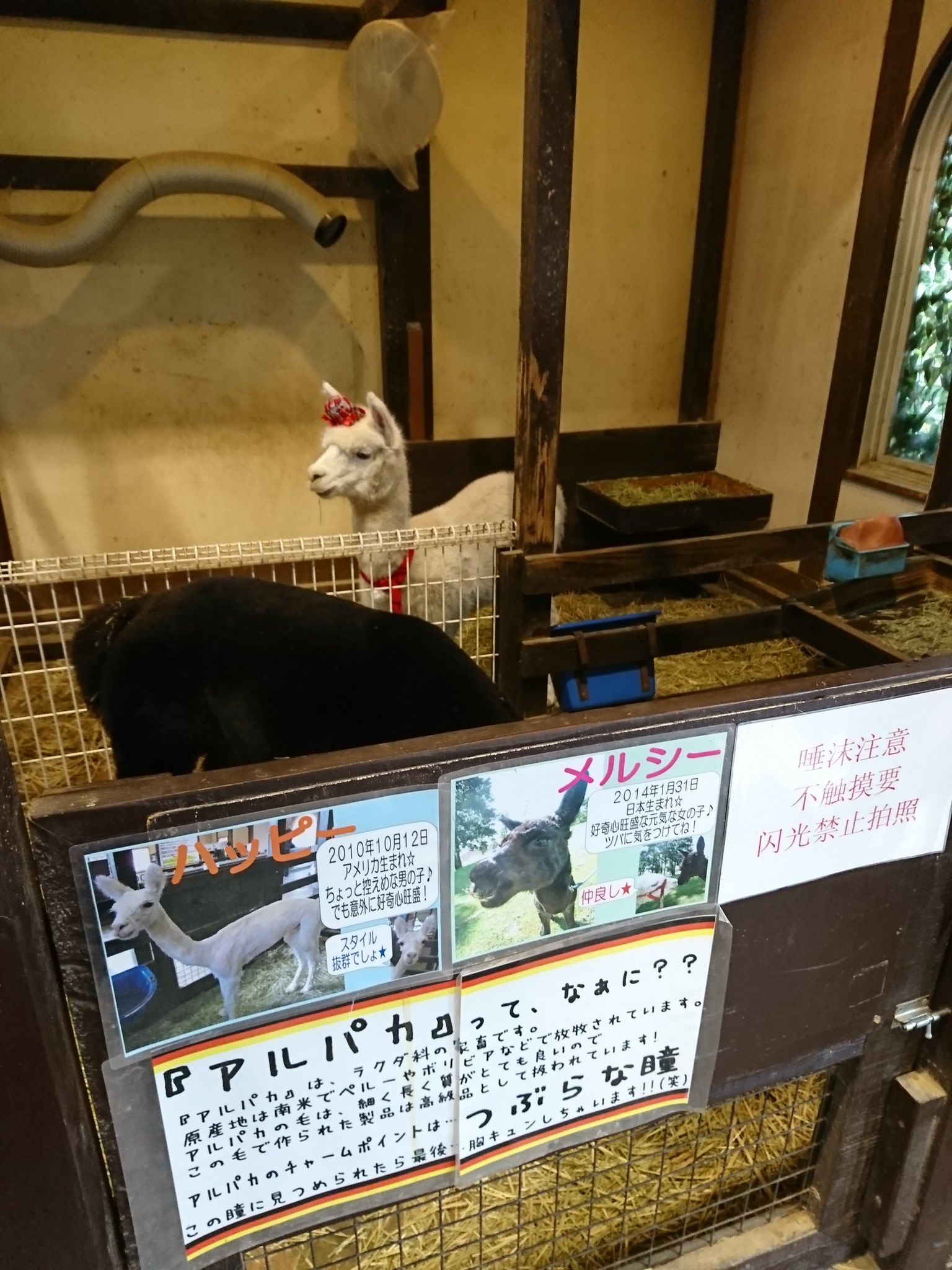 アルパカさん。 アルパカさん。