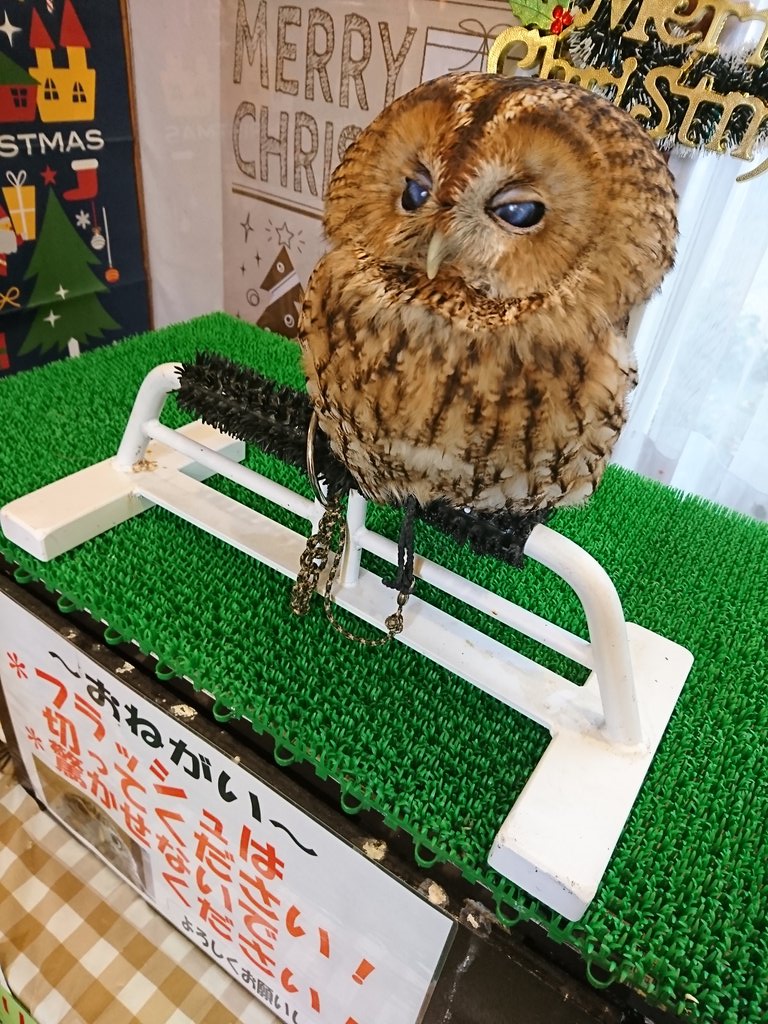 フクロウさん フクロウさん
