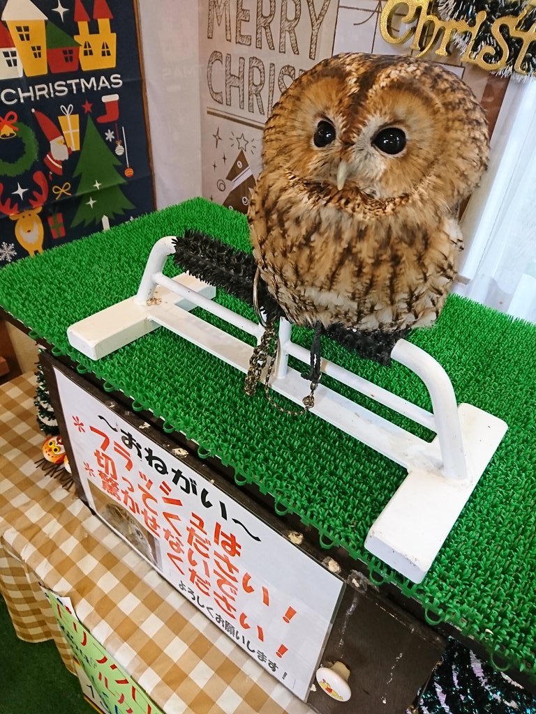 モリフクロウ ルカ モリフクロウ ルカ