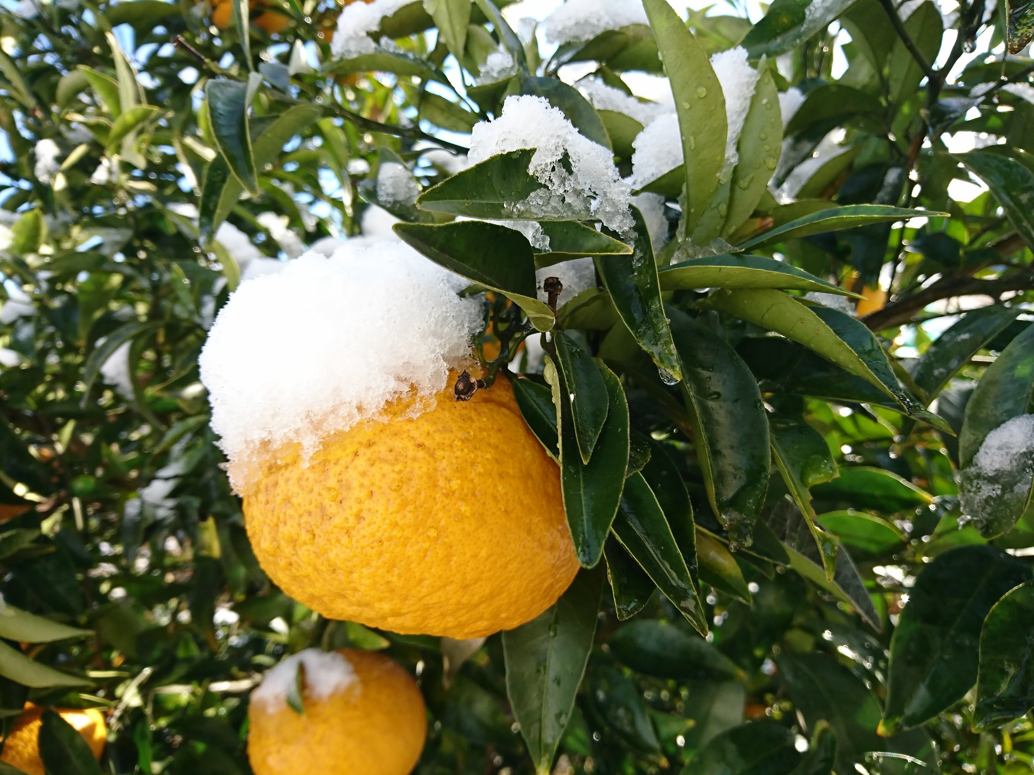 柑橘類と雪。 柑橘類と雪。