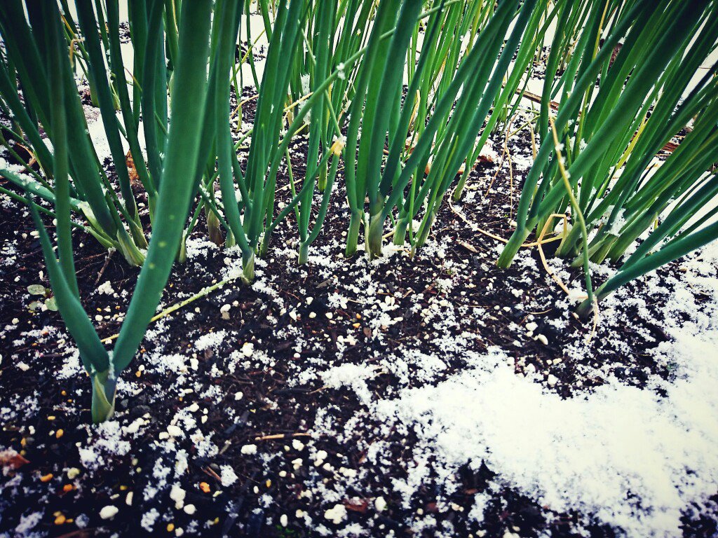 九条葱と雪。 九条葱と雪。