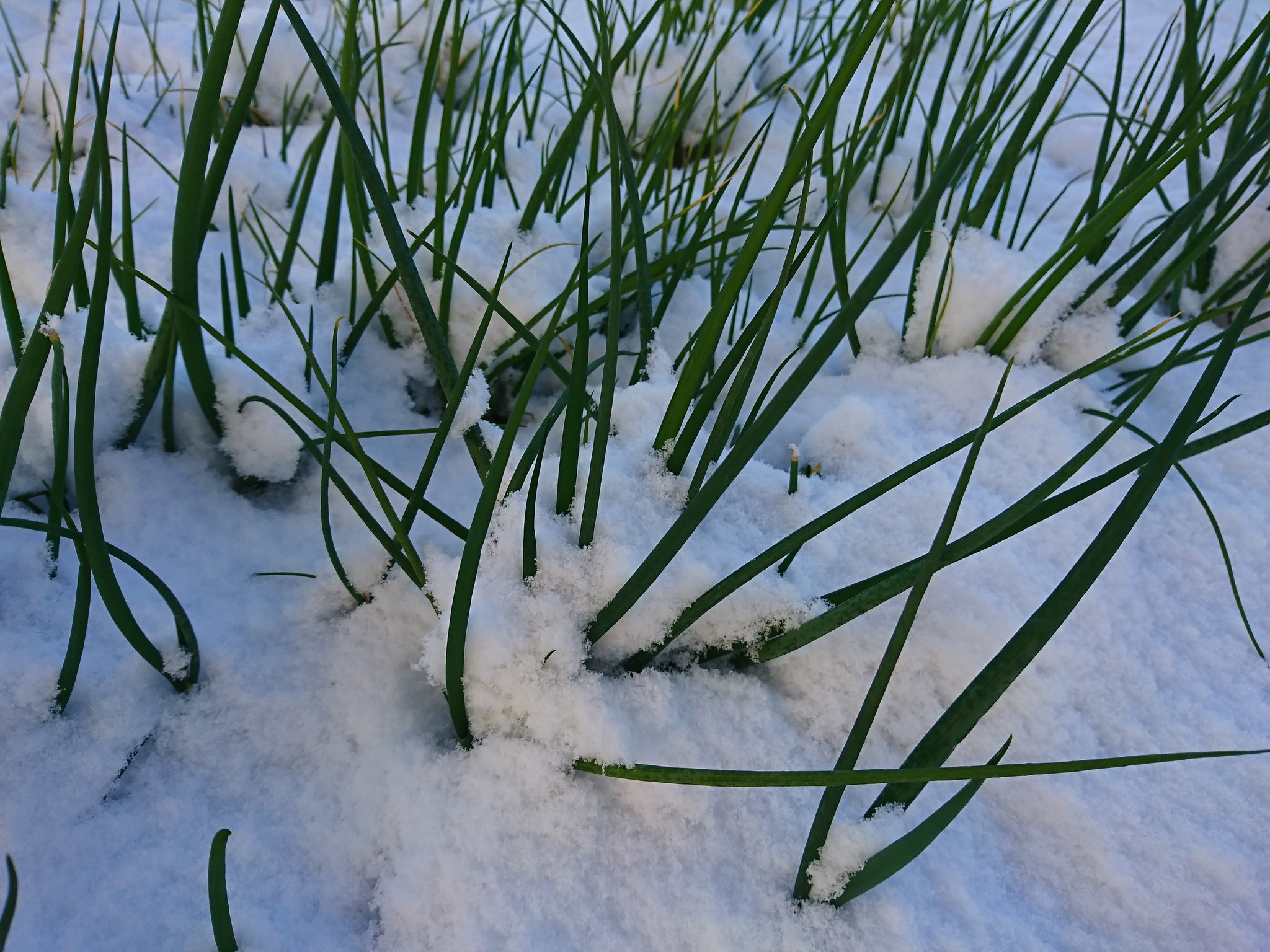 九条葱と雪。 九条葱と雪。